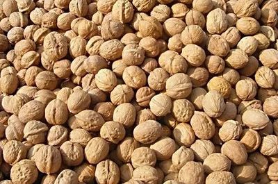 新疆 特色林果提质增效 精准扶贫开花结果