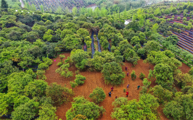 抓好大招商，赋能铜仁六大主导产业林业产品销售高质量发展
