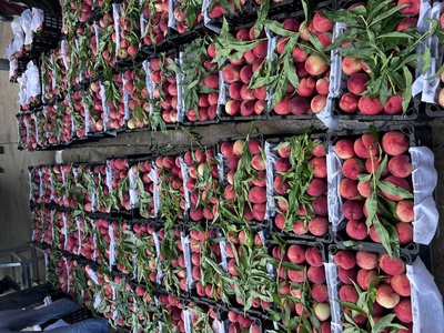 武汉新洲万亩早熟桃抢鲜上市，预计产量突破3700万斤助力林业产品销售