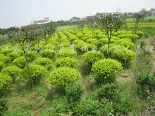 优质林业产品供应 黄叶女贞、小叶女贞与月季花