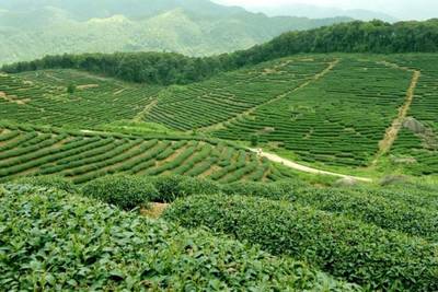 林业与通信企业携手，助力怀集大稠顶自然保护区产品流通